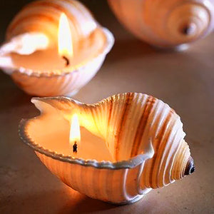 Hunter Gatherer / Seashell Soy Wax Candle / Tonna Shell