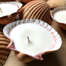 Load image into Gallery viewer, Hunter Gatherer / Seashell Soy Wax Candle / Scallop / Kakadu Plum
