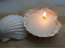 Load image into Gallery viewer, Hunter Gatherer / Seashell Soy Wax Candle / Scallop / Kakadu Plum
